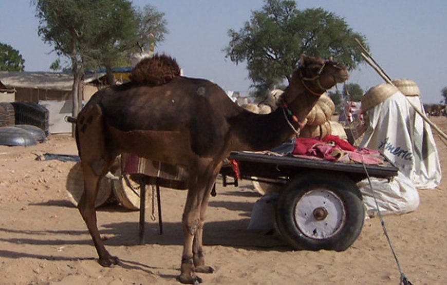 Rural Rajasthan